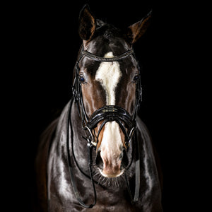 Horse Wear