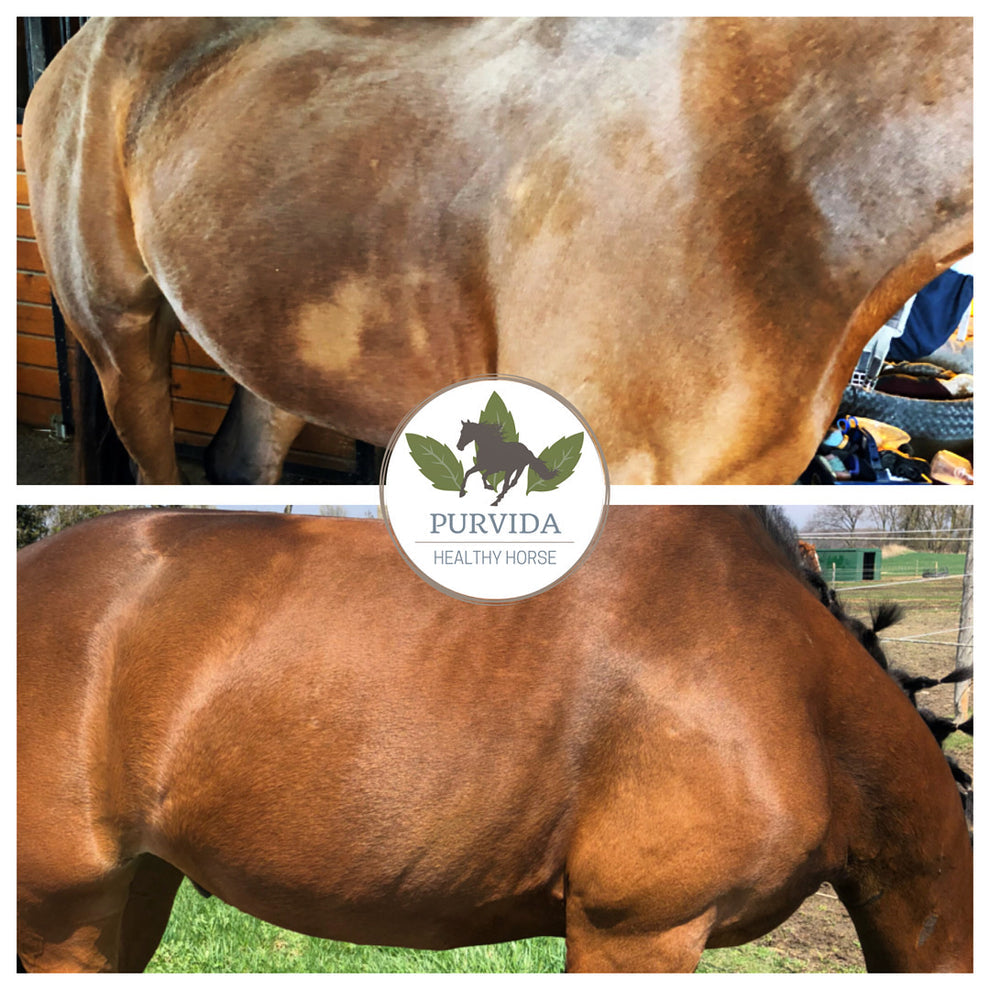 Purvida Horse Health All in One Grooming Spray