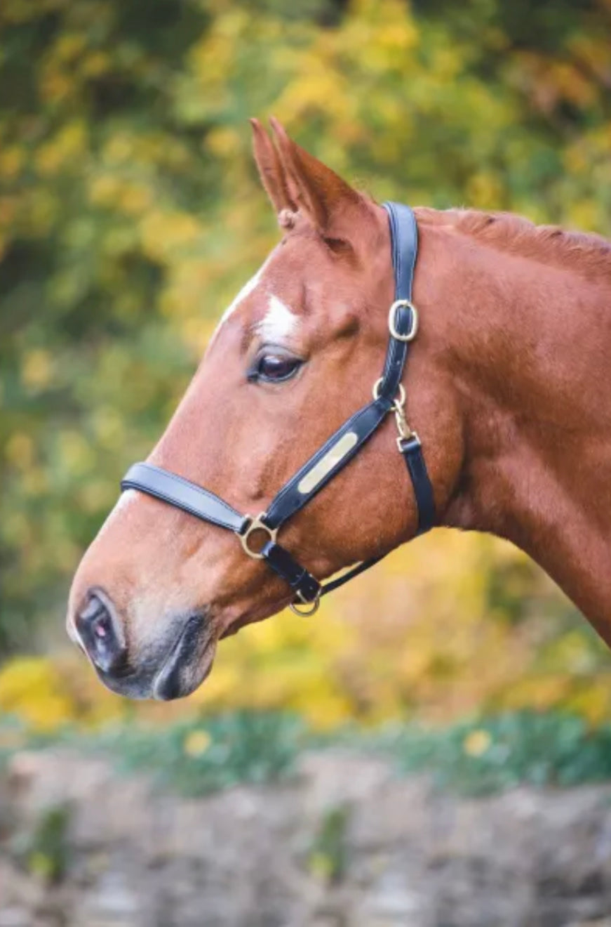 Shires Aviemore leather halter-Havana